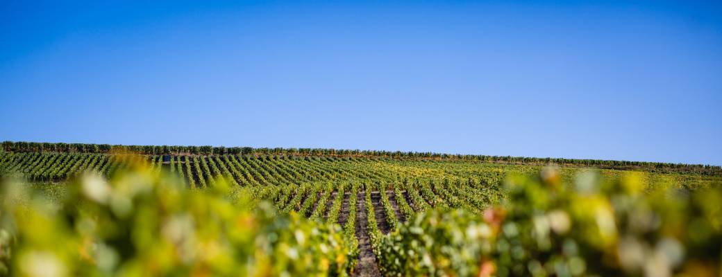 Dégustation de vins verticale Mois des Climats