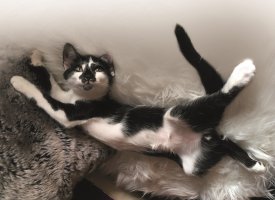 L'incroyable Histoire Vraie du Chat Pito