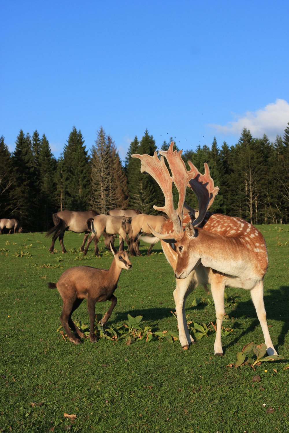 Parc Polaire Cernois Veuillet Et Les Fo 25240 Chaux-neuve