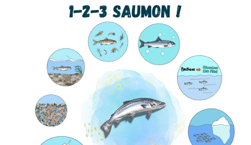1 - 2 - 3 - saumon !