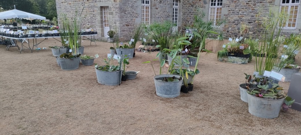 2025 EXPOSER AU BOISGELIN - Fête des plantes du château de BOISGELIN
