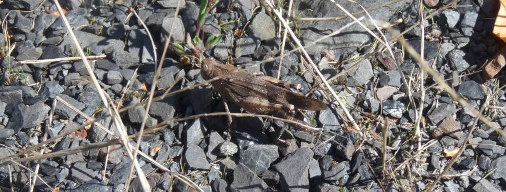 Visite guidée sur le terril du Pèlerin à Courcelles