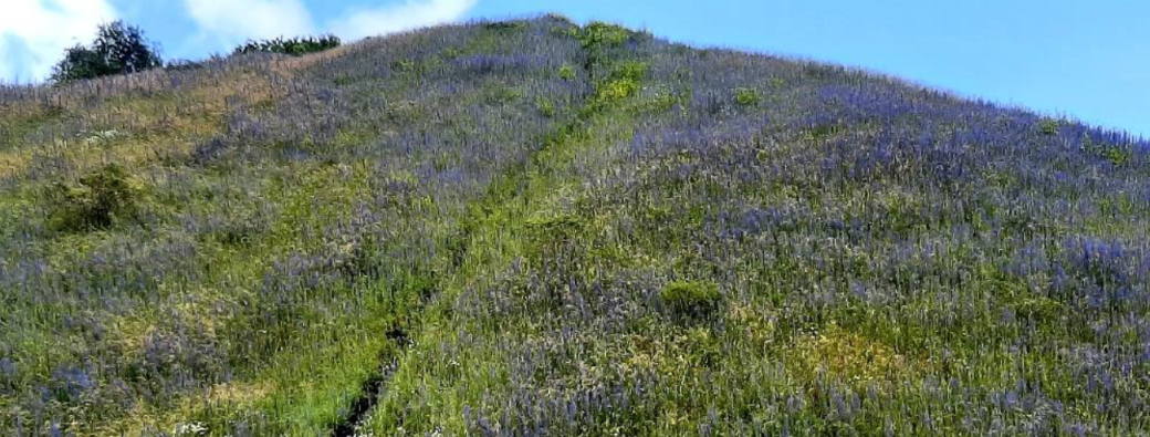 Le jardin des vagabondes sur les terrils de Marchienne Docherie