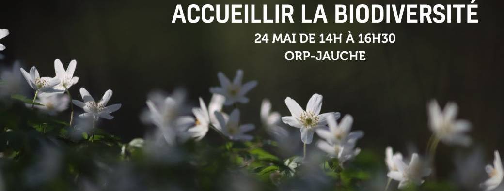 3 solutions pour fleurir votre jardin et accueillir la biodiversité 
