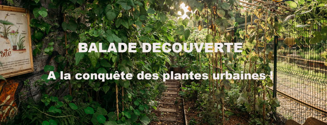 A la conquête des plantes urbaines ! 