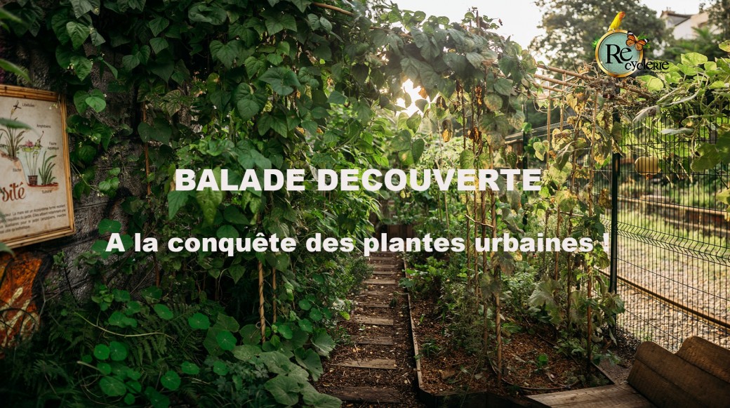 A la conquête des plantes urbaines !