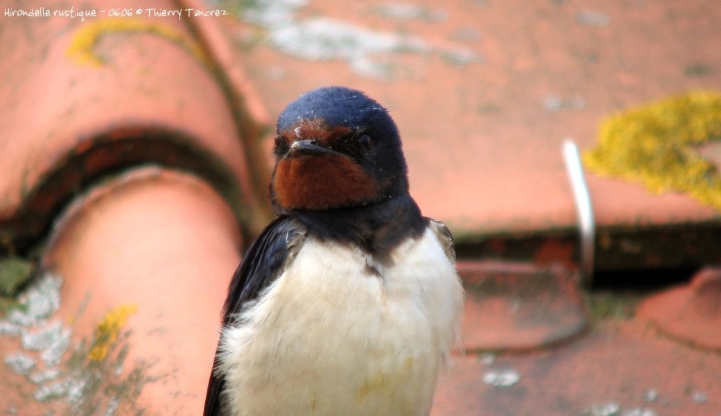 A la découverte de nos hirondelles - Maubray