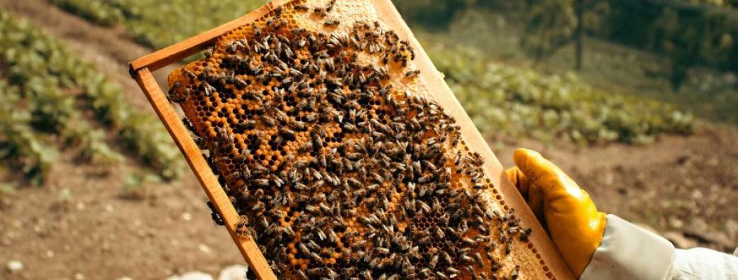 A la découverte des abeilles au Rucher du Lys
