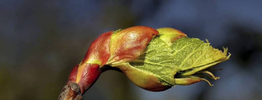 A la découverte des bourgeons et de la gemmothérapie