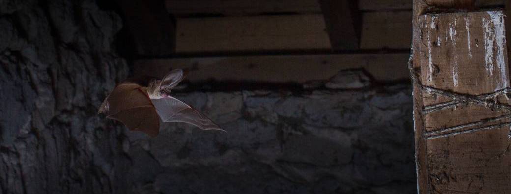 A la découverte des chauves-souris