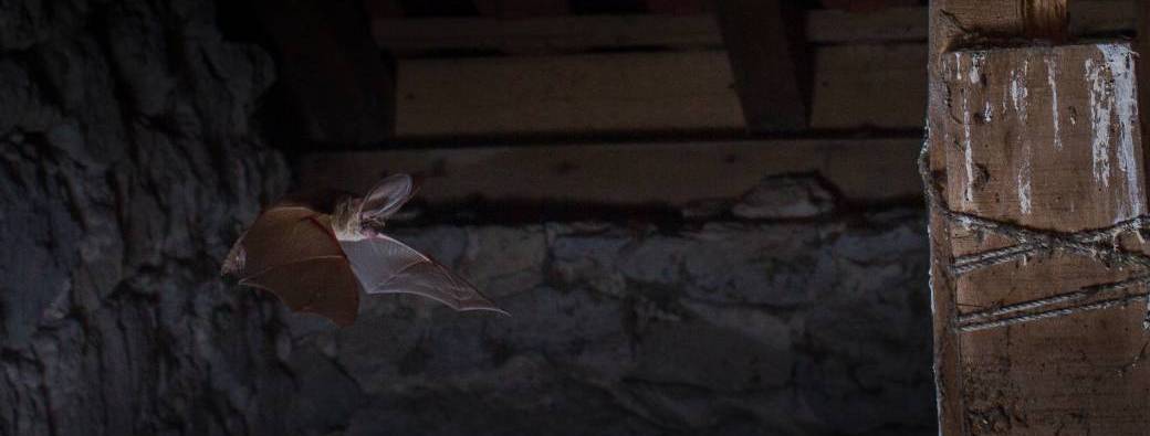 A la découverte des chauves-souris
