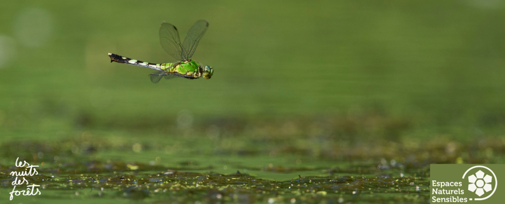 A la découverte des Odonates