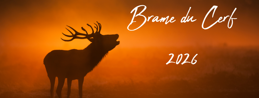 A la découverte du BRAME du Cerf