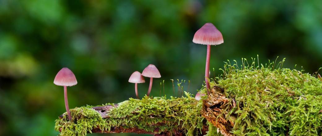 Le monde fascinant des champignons