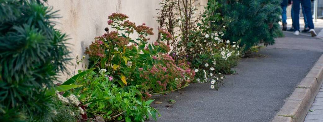 A la rencontre de la Biodiversité en ville