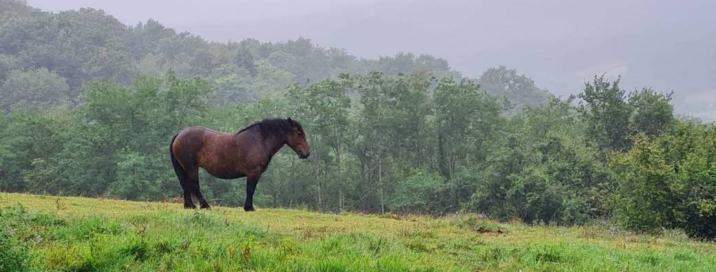 A la rencontre des chevaux en liberté