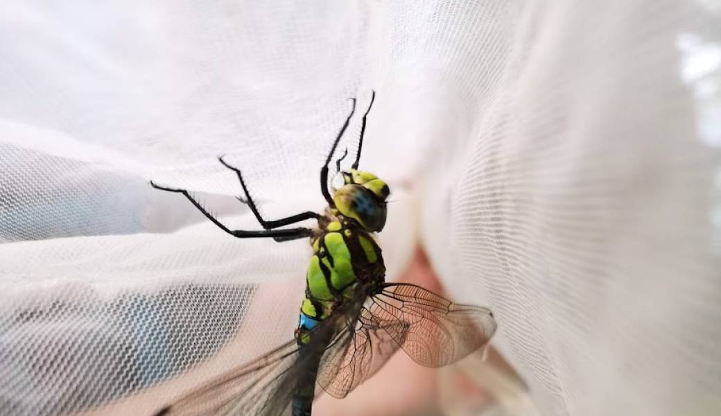 A la rencontre des insectes aquatiques dans nos ruisseaux et mares