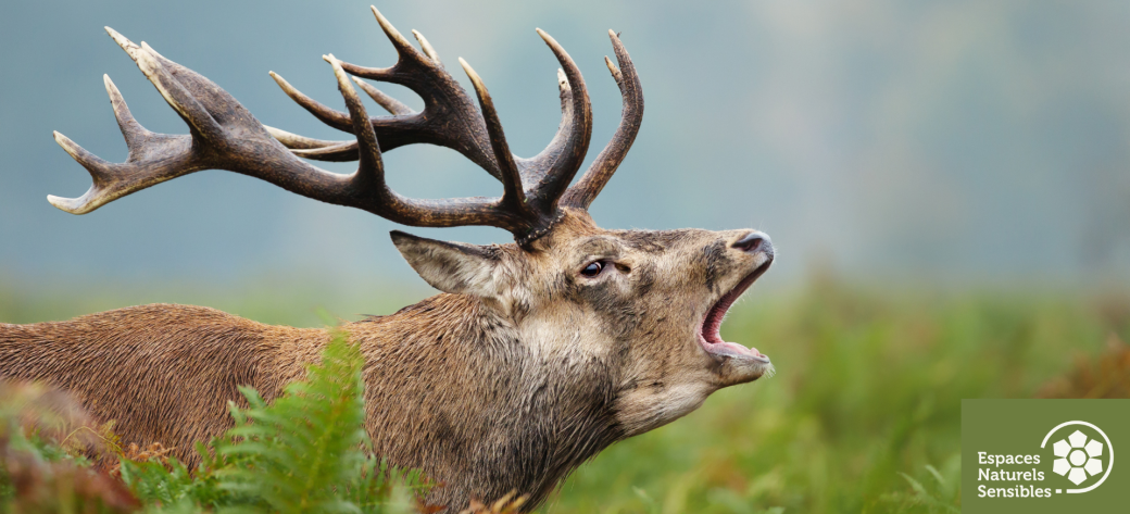 A l'écoute du brame du cerf 
