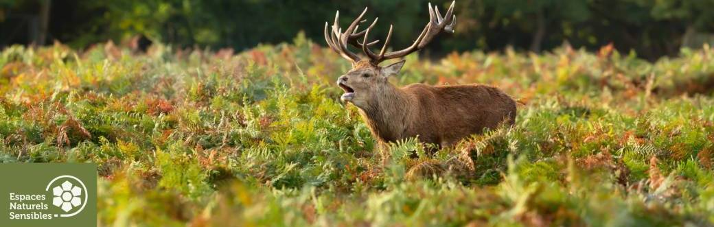 A l'écoute du brame du cerf