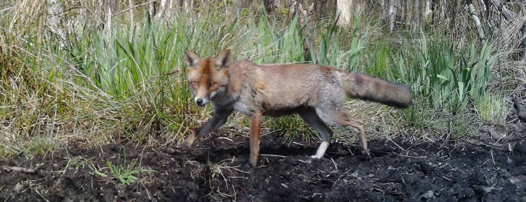 A l'écoute du brame du cerf