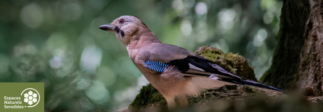 A l'écoute du chant des oiseaux PN