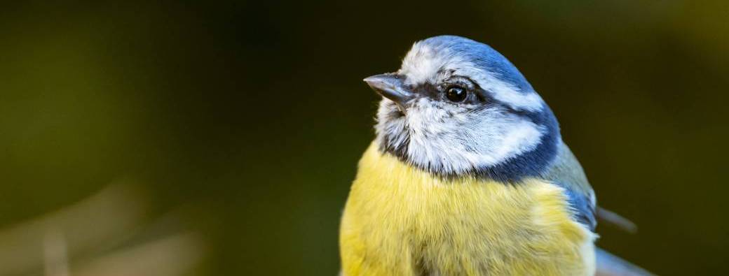 À vol d'oiseau  