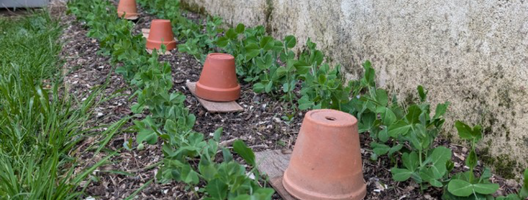 ABC - Atelier plantations et semis de printemps