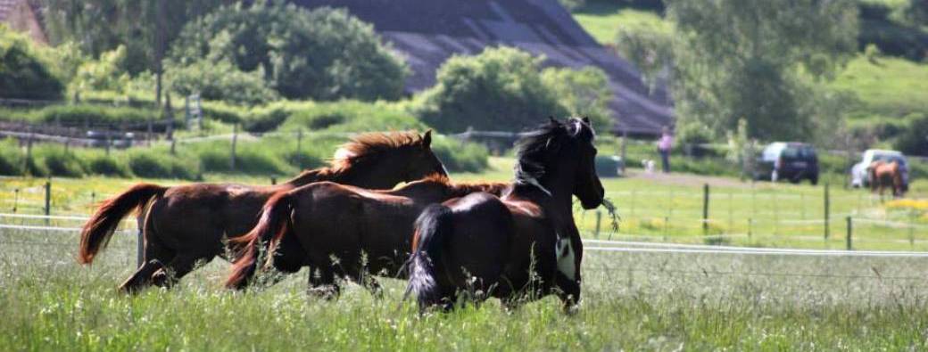 Abonnement "Equus-le" - Tarif "Fin de série"