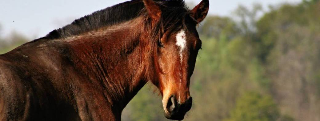 Abonnement "Equus-le" - Tarif lancement
