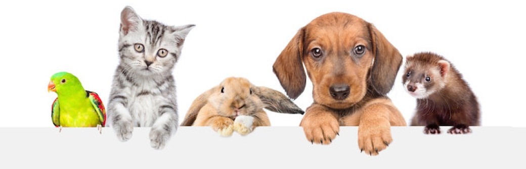 ACACED en classe virtuelle