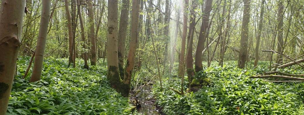 Invitez la biodiversité de Peruwelz dans votre Jardin ! 