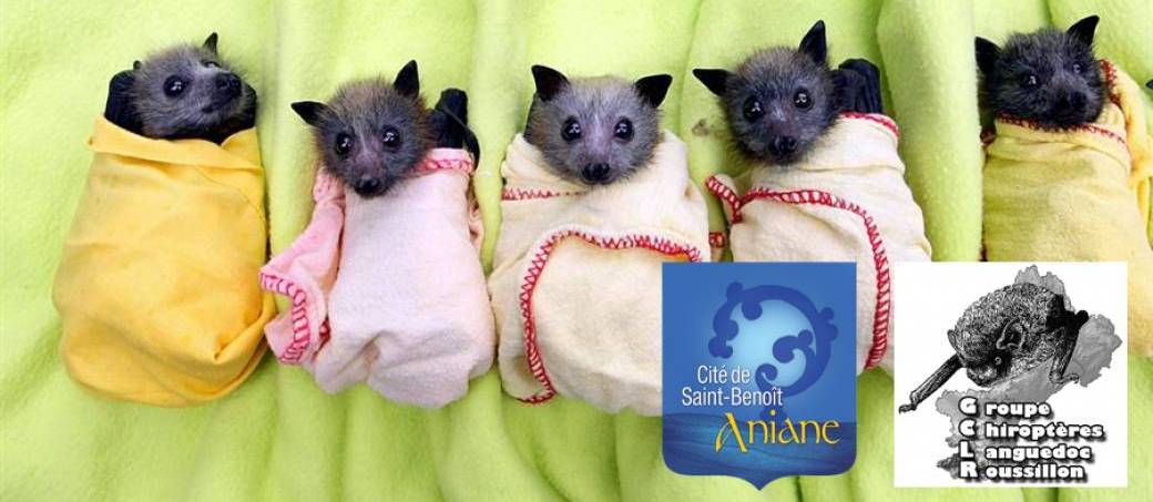 À la recherche des chauves-souris du parc