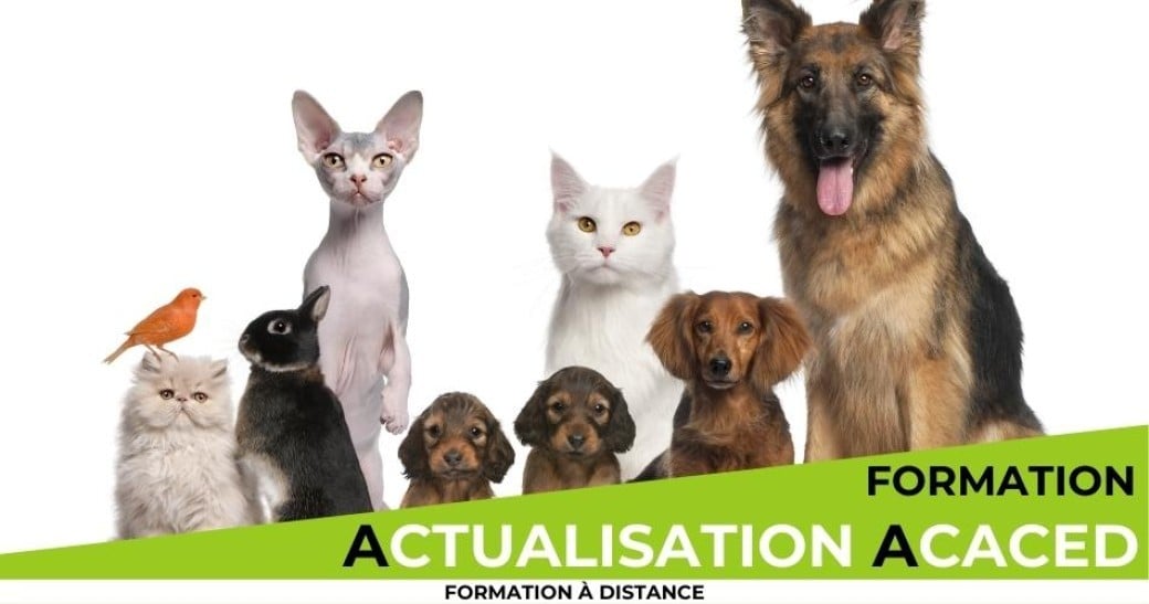 Actualisation à distance des connaissances ACACED