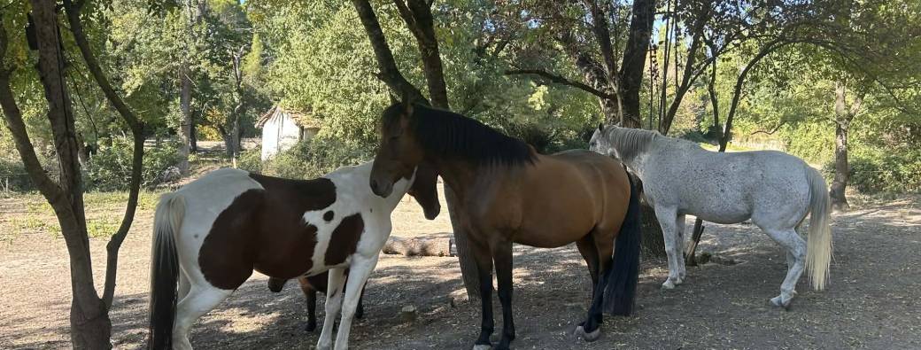 ADENA - La Reliance Originelle - Le Gard (30)