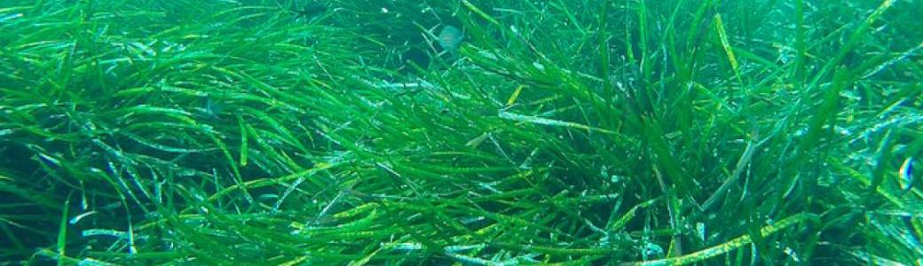 ADN environnemental et biodiversité marine en Méditerranée 