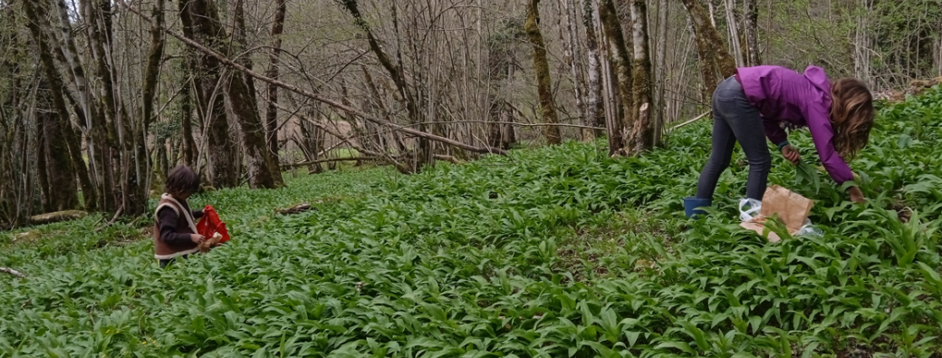 Ail des Ours et Plantes Toxiques