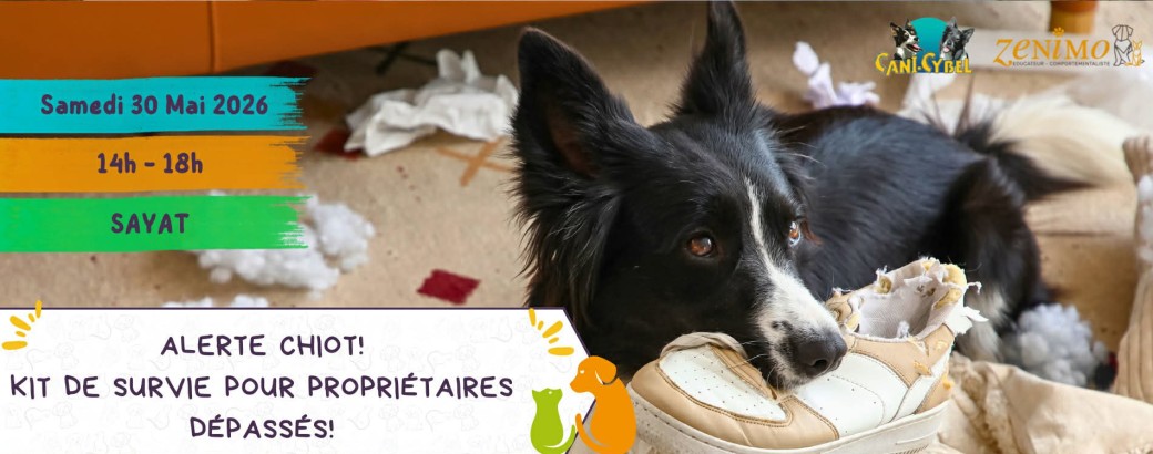 Alerte chiot ! Kit de survie pour propriétaires dépassés