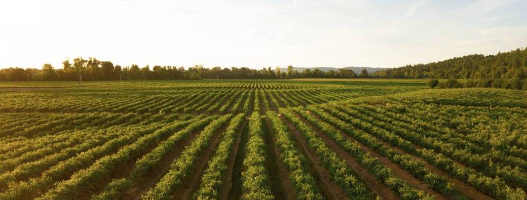 Alimentation, biodiversité, décarbonation: l'agriculture face aux enjeux de la transition écologique