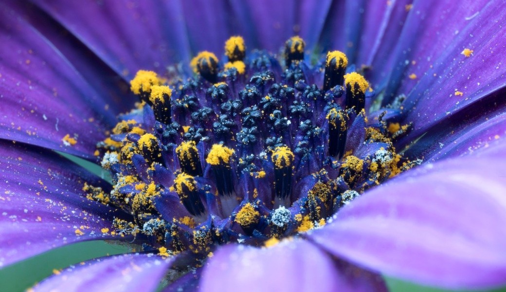 Allergies de printemps : comment soulager naturellement les symptômes ?