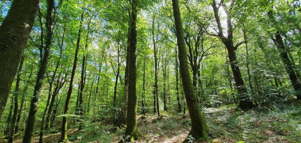 Allonger le temps présent dans un bain de forêt conscient