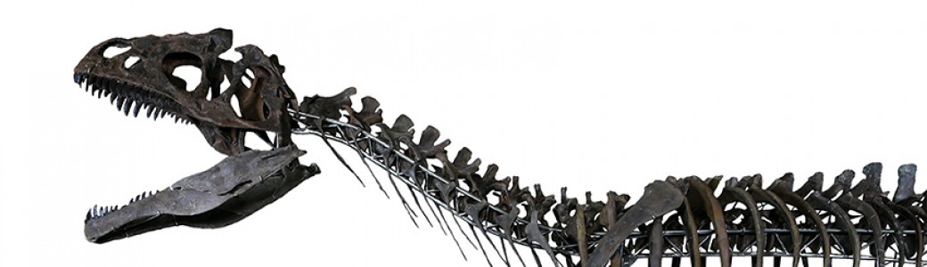 Le squelette d'un dinosaure inconnu