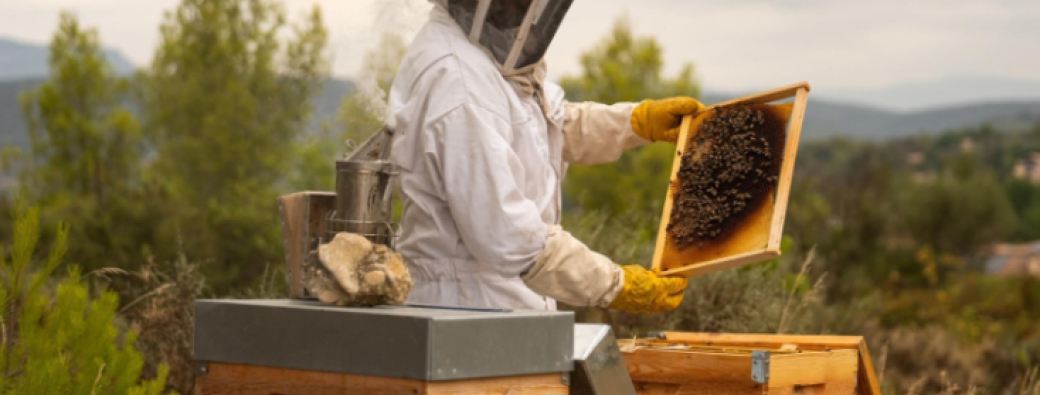 Nos amies les abeilles