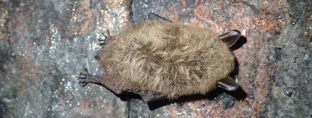 Batte De Baseball Jeunesse En érable Ultra Légère M^POWERED - Tailles 24", 30", 31", Poids -3 à -7