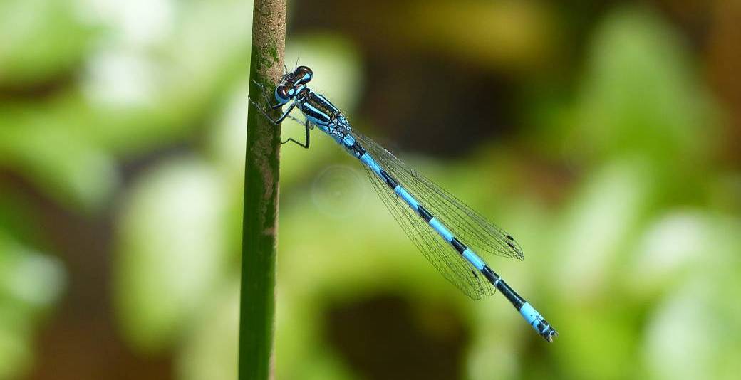 Animation - La vie secrète des libellules et demoiselles 11/07/2026