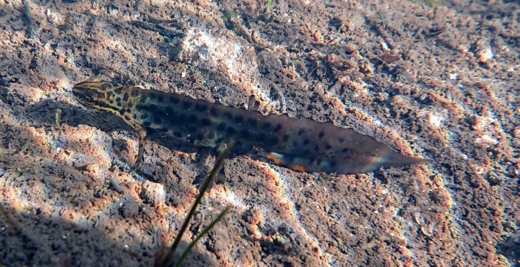 Animation - Le petit peuple des mares 17/04/2026