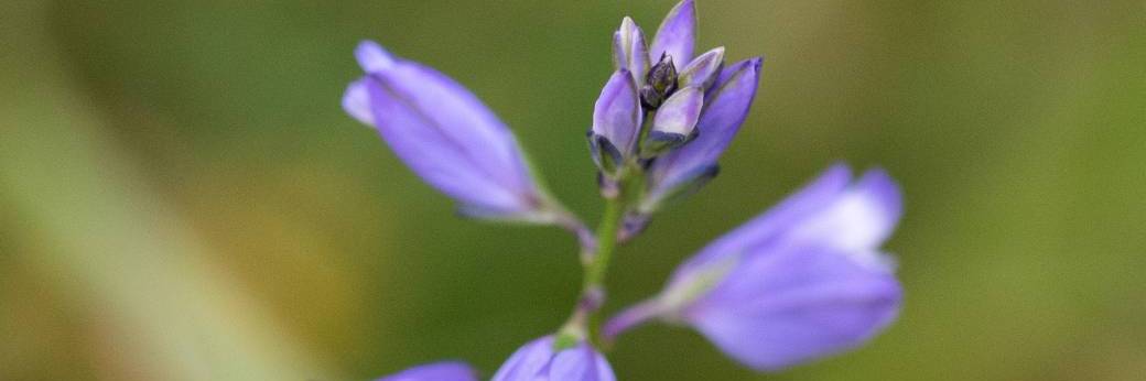 Animation nature sur la réserve naturelle du coteau de Mesnil-Soleil - 13/05/26
