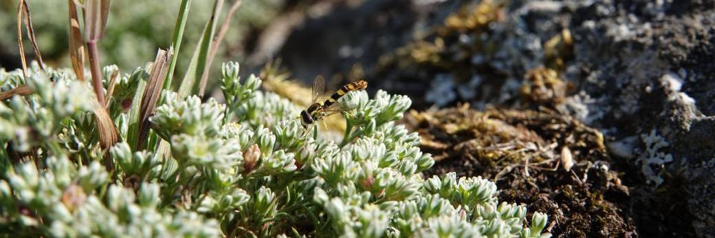 Chantier participatif sur l'ancienne carrière de Sassy - 14/11/26