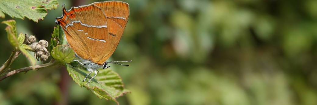 Animation nature sur l'ancienne Carrière de Sassy - 18/07/26