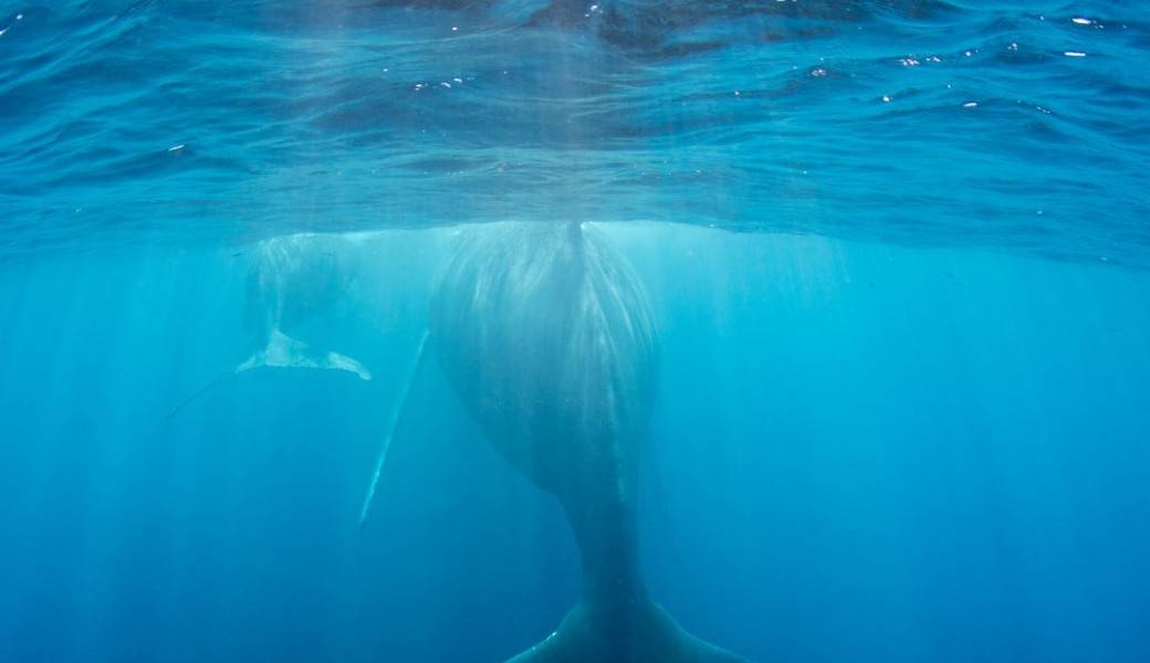 Rencontre avec vos animaux guides