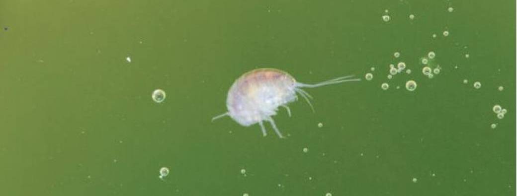 Les mercredis des marm'eau : Une histoire de gammare... Parent(s) / enfant(s) 3-5 ans